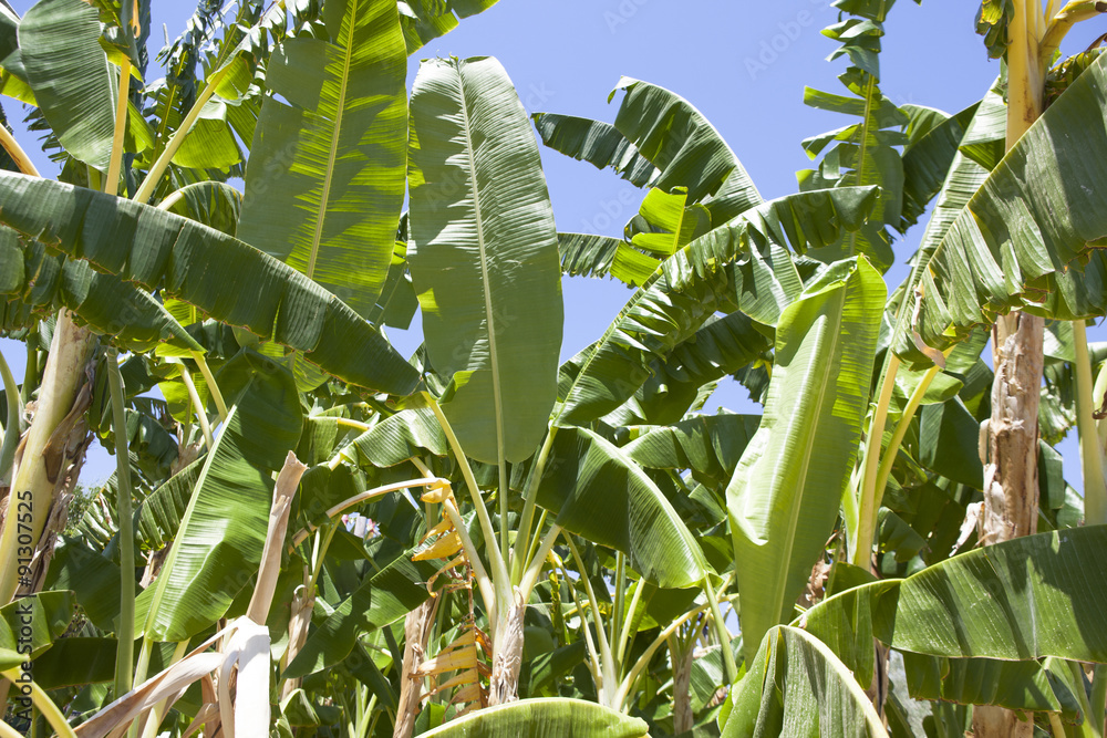 Obraz premium Banana trees
