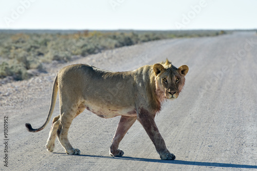 Lion in Etosha, Namibia © demerzel21
