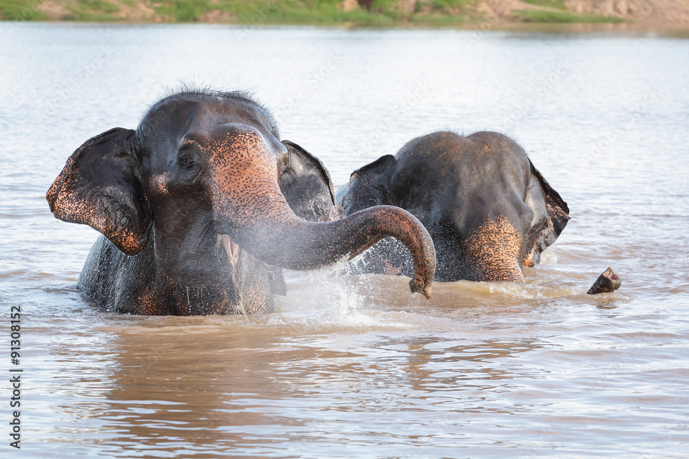 Fototapeta premium Elephant swimming