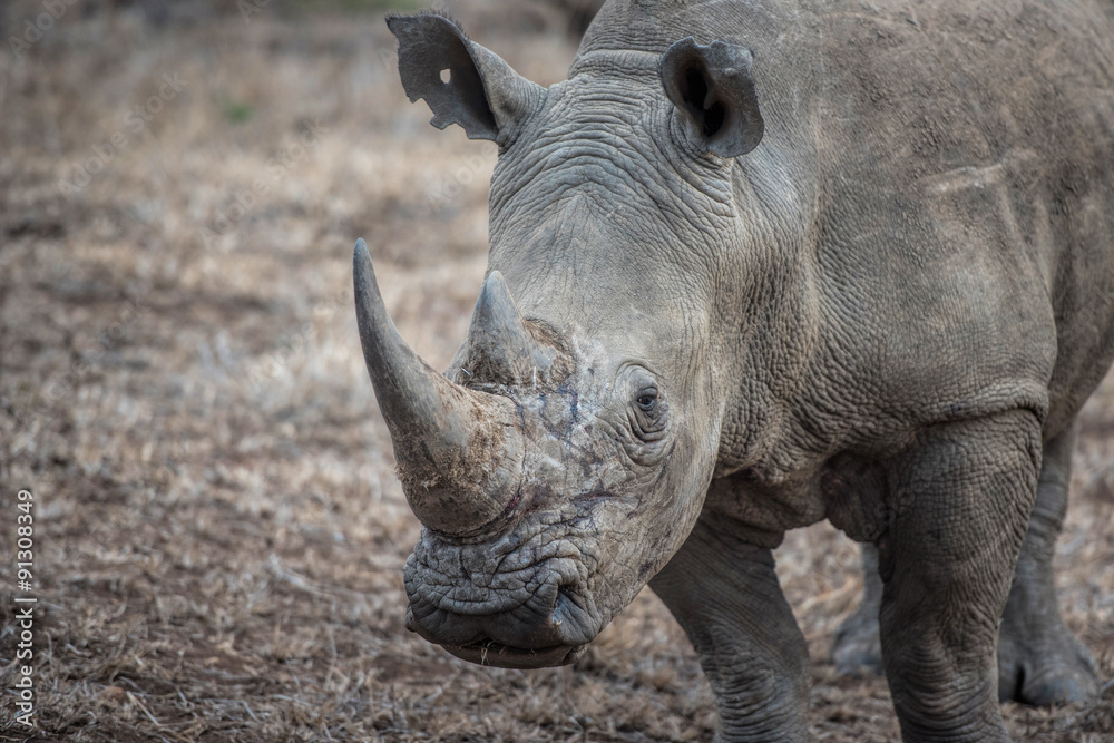 Obraz premium biały nosorożec