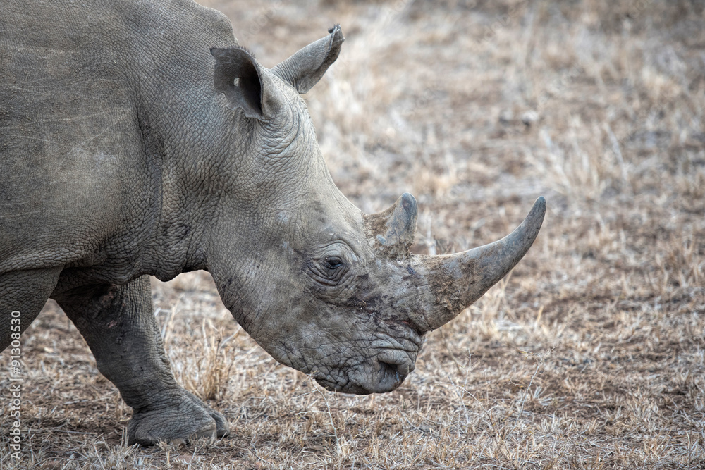 Obraz premium white rhino