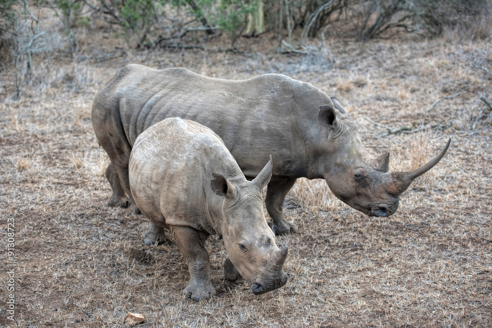 white rhino white rhino