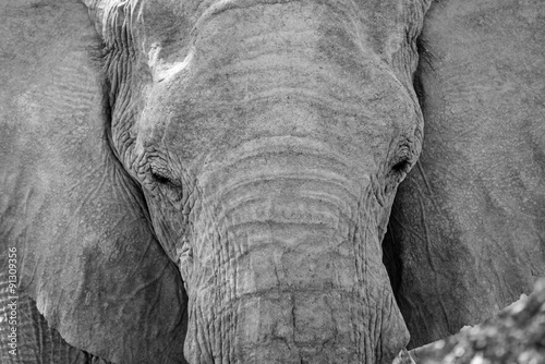 African Bush Elephant Portrait
