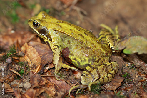 Yellow-green frog