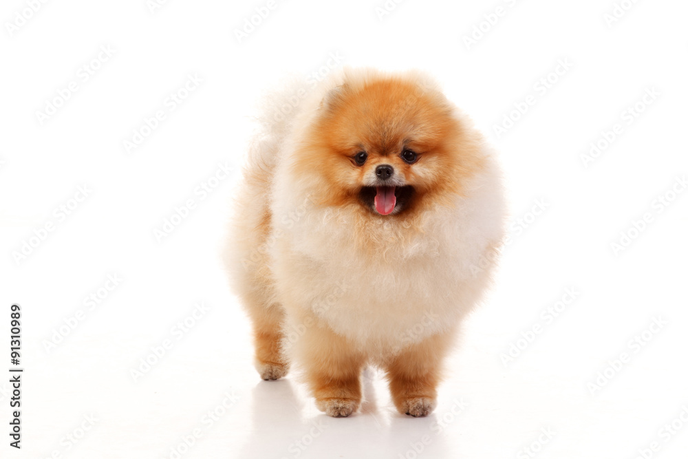 Pomeranian Spitz on the white background Pomeranian Spitz on the white background