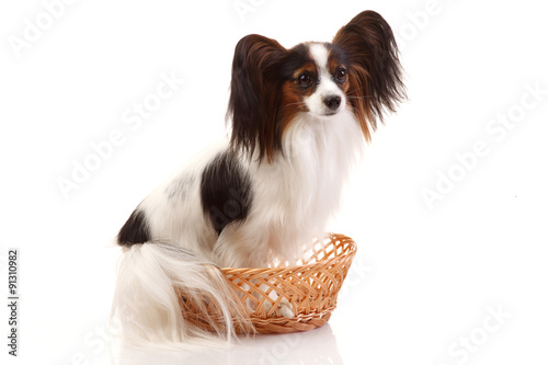 Papillon dog