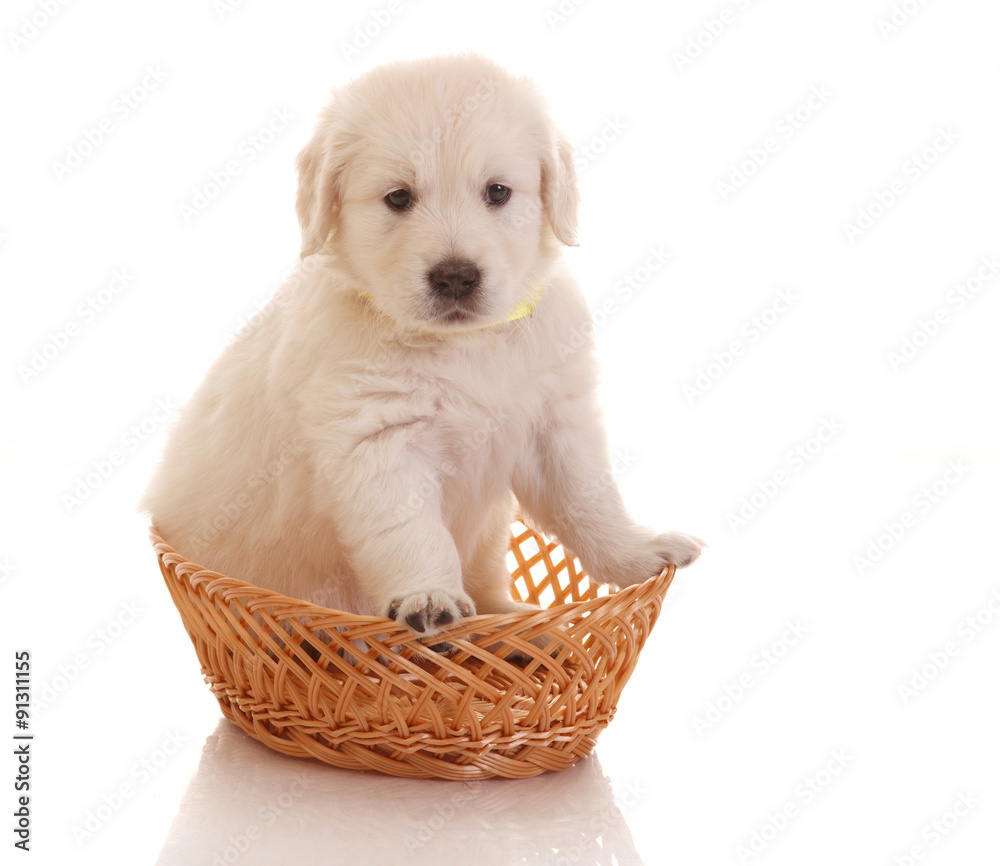 Obraz premium One month old puppie of golden retriever