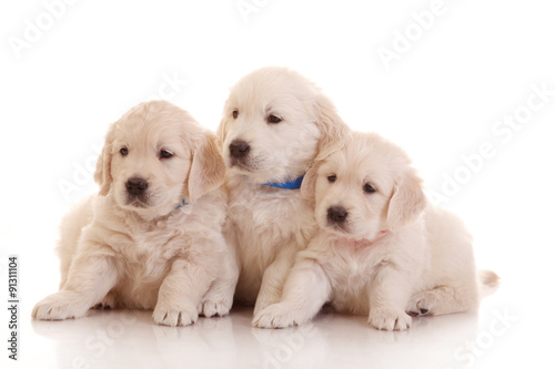 Three one month old puppies of golden retriever