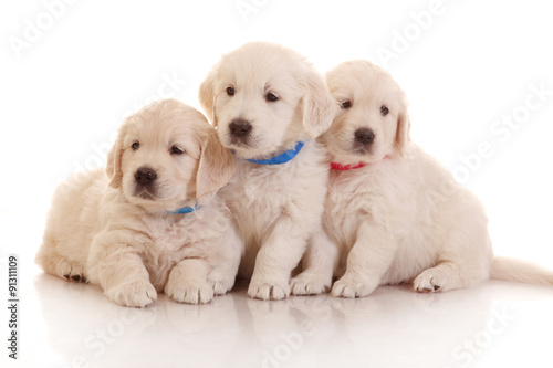 Three one month old puppies of golden retriever