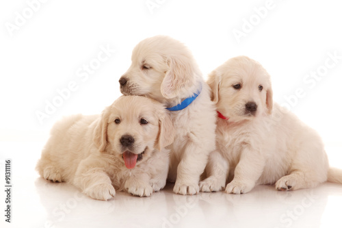 Three one month old puppies of golden retriever