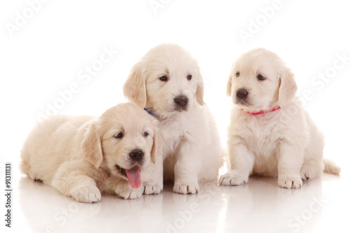 Three one month old puppies of golden retriever