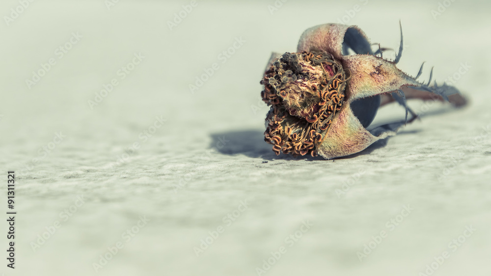 Fototapeta premium Dried flower bud