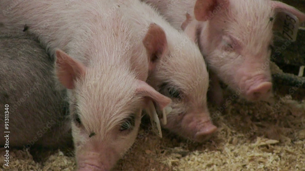 Pigs on livestock farm. Pig farming Pigs on livestock farm. Pig farming