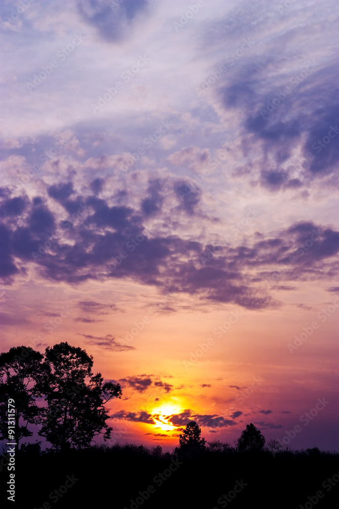 Fototapeta premium Silhouette of the tree
