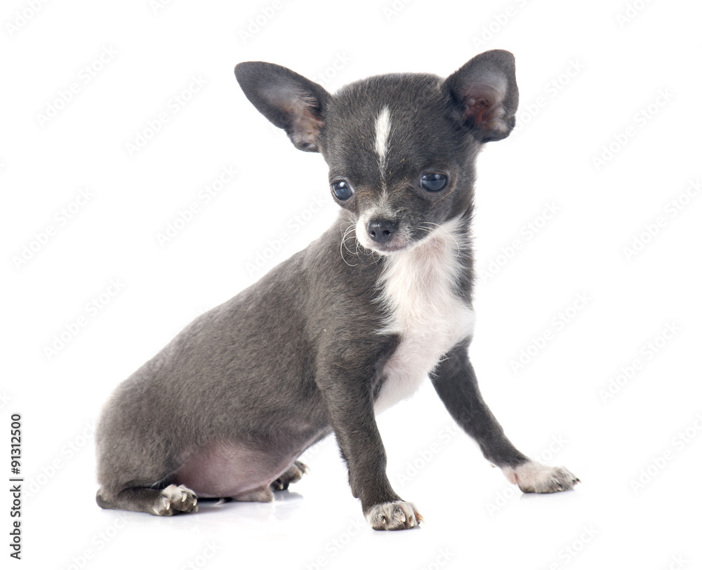 puppy chihuahua