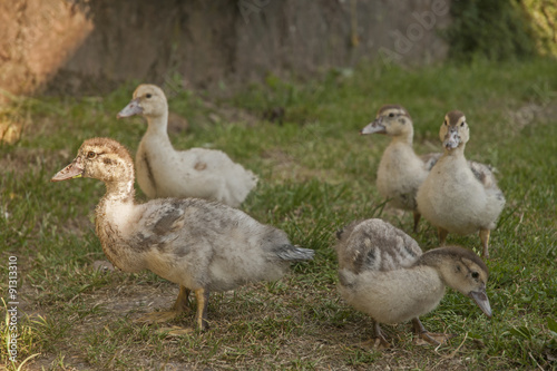 Animals of farm