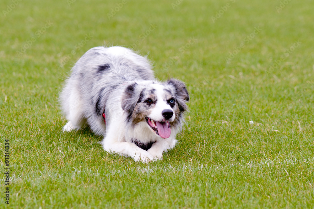 Fototapeta premium Blue Merle border collie dog lying on grass in park