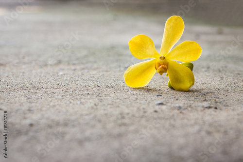 Orchid yellow flower fall on the concrete floor