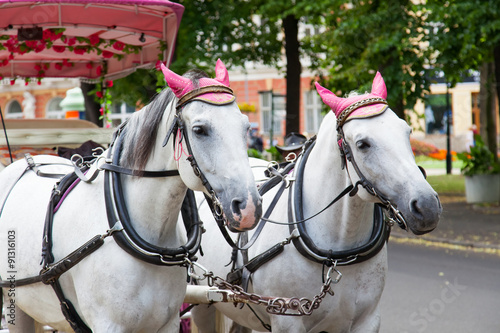 coach horses -  zwei Kutschpferde © hetwig