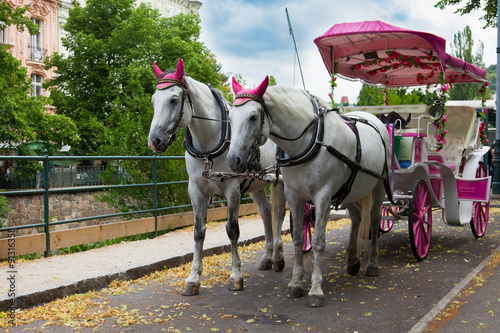 Fototapeta Naklejka Na Ścianę i Meble -  coach horses -  zwei Kutschpferde