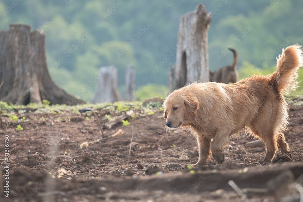 Golden Retriever running happy in the garden Golden Retriever running happy in the garden