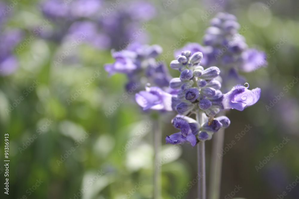 Sylvia flower field