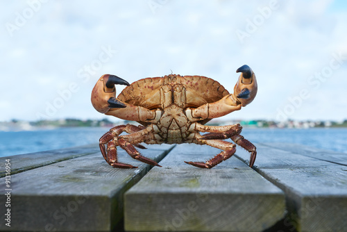 Alive Norwegian Brown crab
