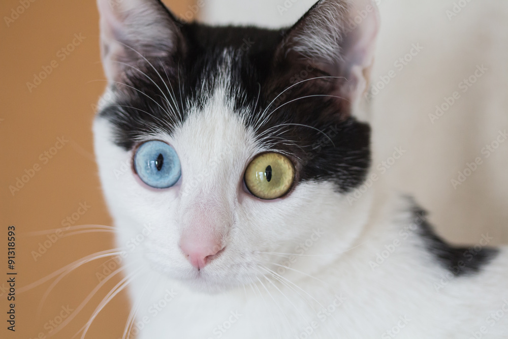 オッドアイキャット 白黒ぶち猫 Stock Photo Adobe Stock