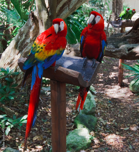 The couple of colorful parrots macaws in Xcaret park Mexico