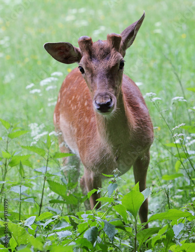 Whitetail deer doe and fawn in a beanfield in late evening photo