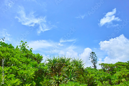宮古島の浜辺に生えるアダンの木と青空 © 7maru