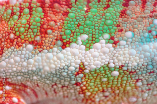 Scales of a colorful chameleon