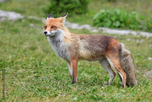 Wildlife fox © TTstudio