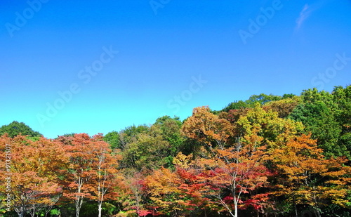 秋の林と青空
