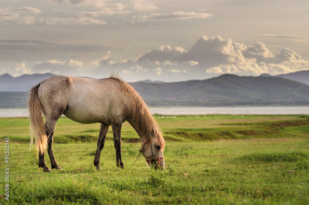 Horse on the field grass with sunlight and mountain background Horse on the field grass with sunlight and mountain background