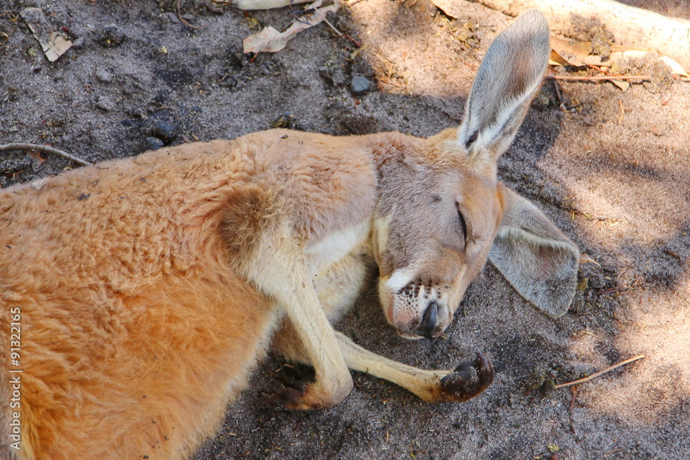 Fototapeta premium Kangaroos in Australia