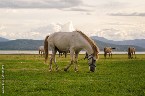 Horses on the field grass with sunlight and mountain background