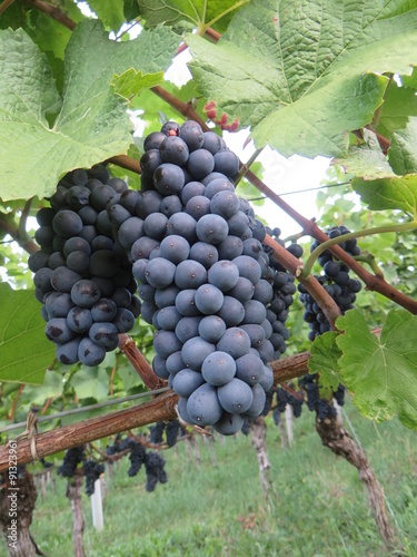 Badischer Wein Trauben an Rebstock photo