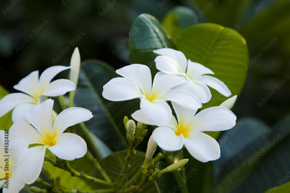Fototapeta premium white flower, Plumeria 