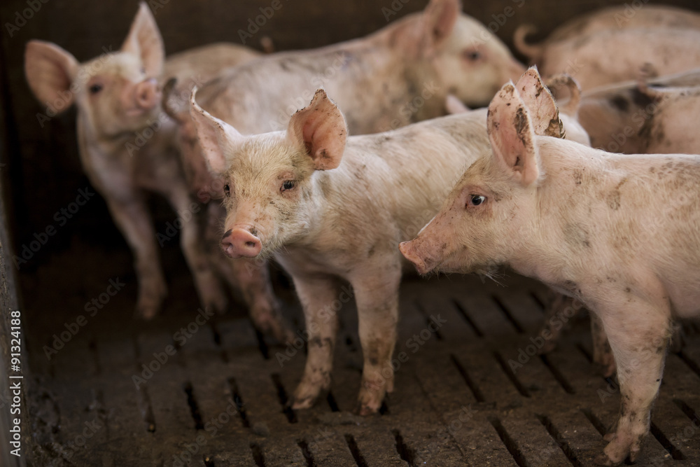 Fototapeta premium pigs in the farm