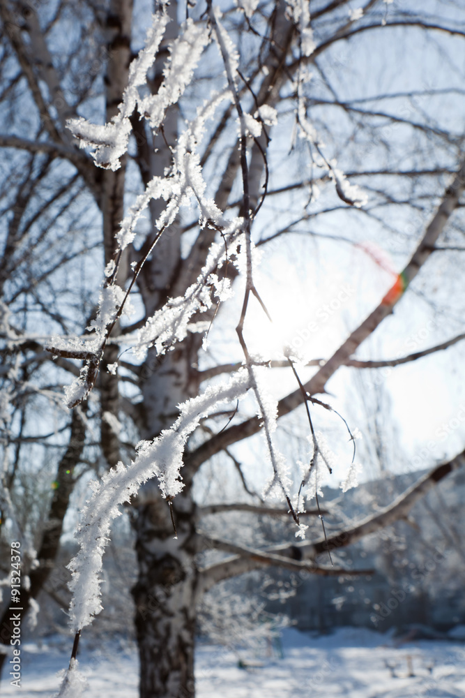 Winter tree branches vertical