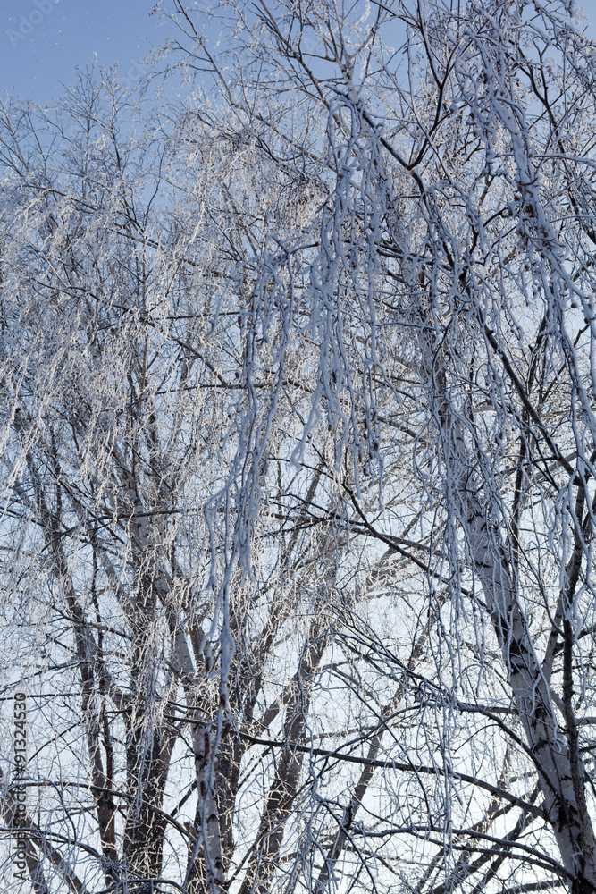 Winter tree branches vertical Winter tree branches vertical