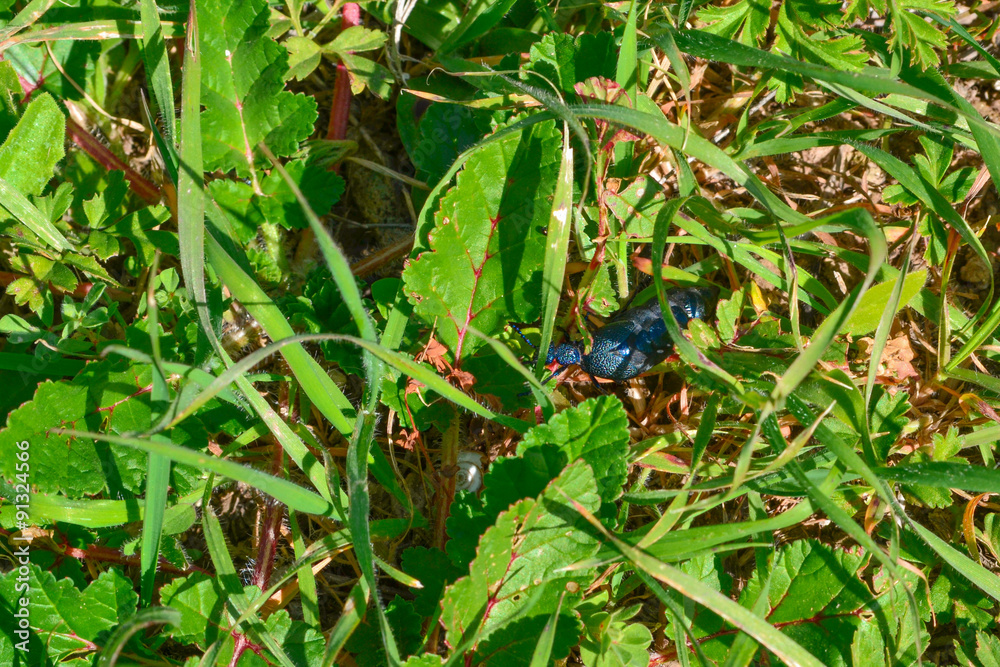 Blue bug in the grass Blue bug in the grass