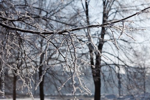 alley winter tree branches horizontal