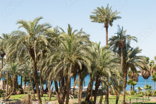 palm tree in aqaba coast