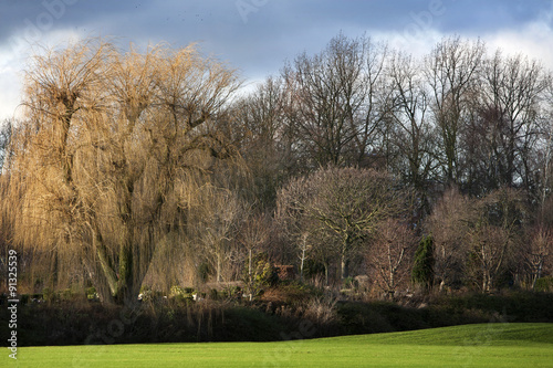 Weeping willow in winter