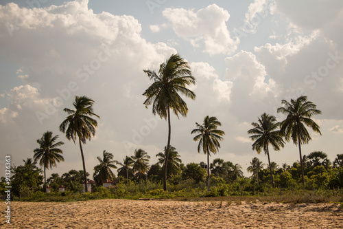 Palmen am weißen Sandstrand, Sri Lanka