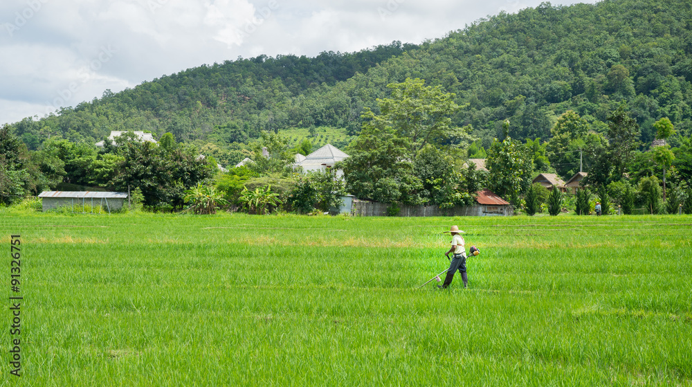 Farmer work in the rice field 