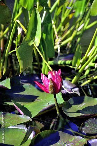 lily flower on a decorative pool in a landscaped park