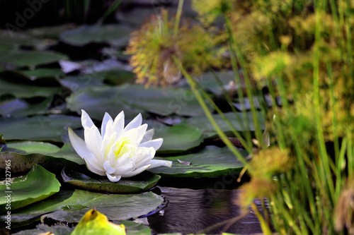 lily flower on a decorative pool in a landscaped park